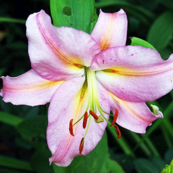  Лилия восточная Color Essence (Колор Эссенс)