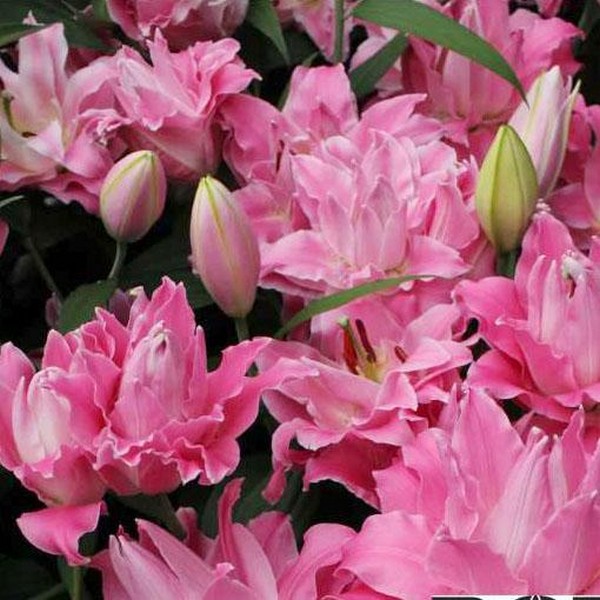  Лилия махровая восточная Dreamline (Дримлайн)