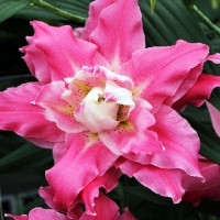  Лилия махровая восточная Dreamline (Дримлайн)