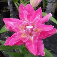  Лилия махровая восточная Dreamline (Дримлайн)