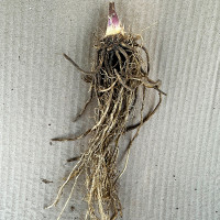 Саженцы Хоста Emerald Ruff Cut (Эмеральд Руф Кат) М