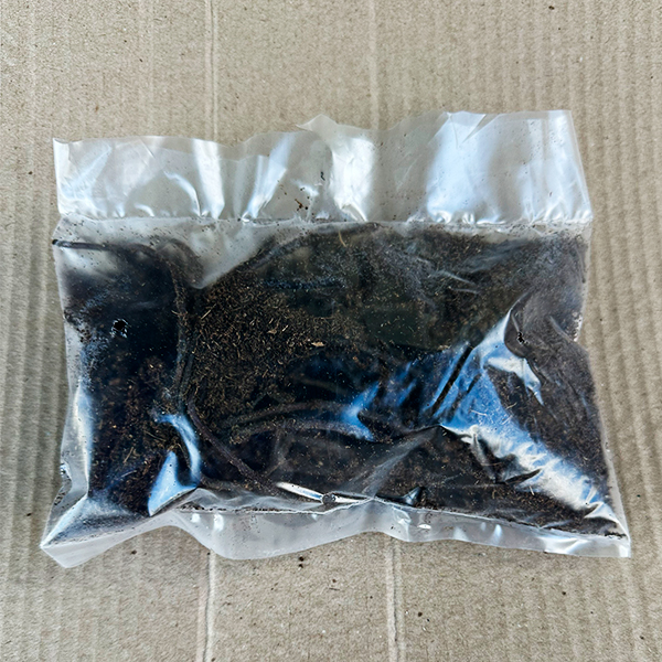 Пион Йеллоу