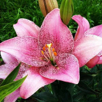  Лилия ЛА гибрид Sweet Sugar (Свит Шугар)