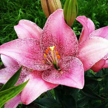  Лилия ЛА гибрид Sweet Sugar (Свит Шугар)