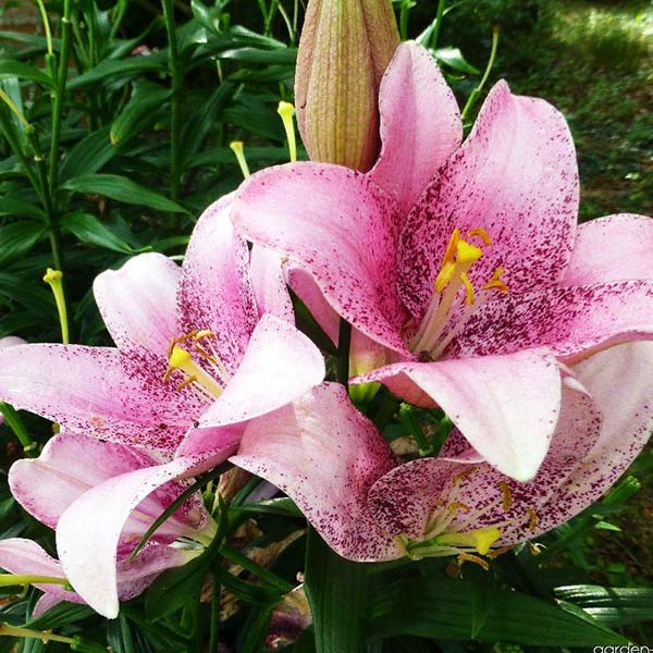  Лилия ЛА гибрид Sweet Sugar (Свит Шугар)