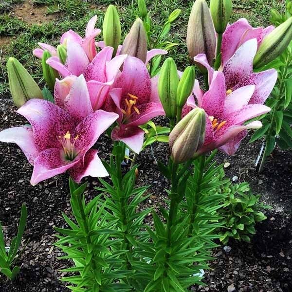  Лилия ЛА гибрид Sweet Sugar (Свит Шугар)