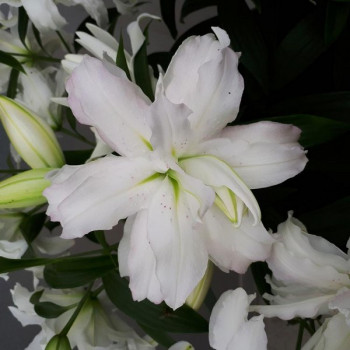  Лилия восточная Lotus Beauty (Лотос Бьюти)