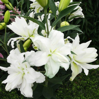  Лилия восточная Lotus Beauty (Лотос Бьюти)