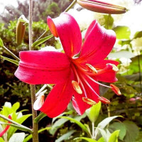  Лилия тигровая Red Flavour (Рэд Флейвоур)