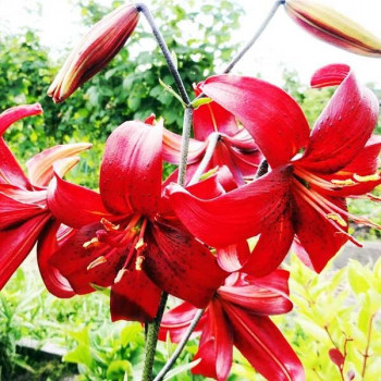  Лилия тигровая Red Flavour (Рэд Флейвоур)
