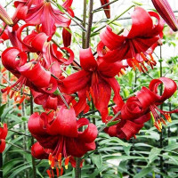  Лилия тигровая Red Flavour (Рэд Флейвоур)