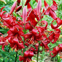  Лилия тигровая Red Flavour (Рэд Флейвоур)