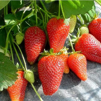 Клубника  Роксана  (упаковка 5 шт.)