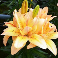  Лилия азиатская Splendid Joy (Сплендид Джой)