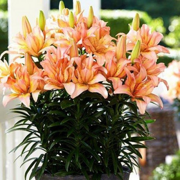  Лилия азиатская Splendid Joy (Сплендид Джой)