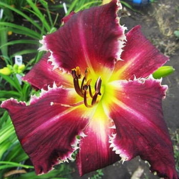 Саженцы Лилейник Jim Weissenberg (Джим Вайсенберг)