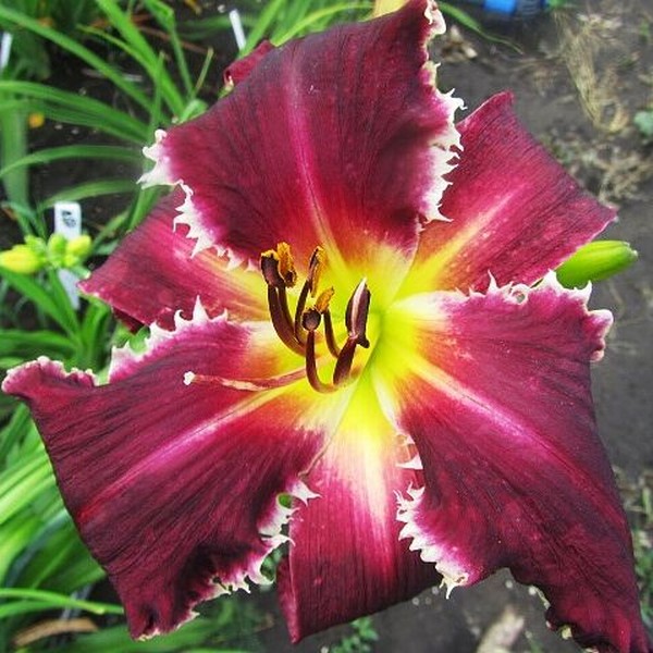 Саженцы Лилейник Jim Weissenberg (Джим Вайсенберг)