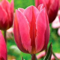 Тюльпан Триумф Претти Принцесс (в упаковке - 3шт.)