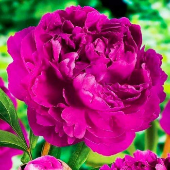 Пион Виктори Де Ла Марн