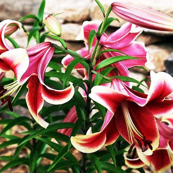  Лилия ОТ гибрид African Lady (Африкан Лейди)