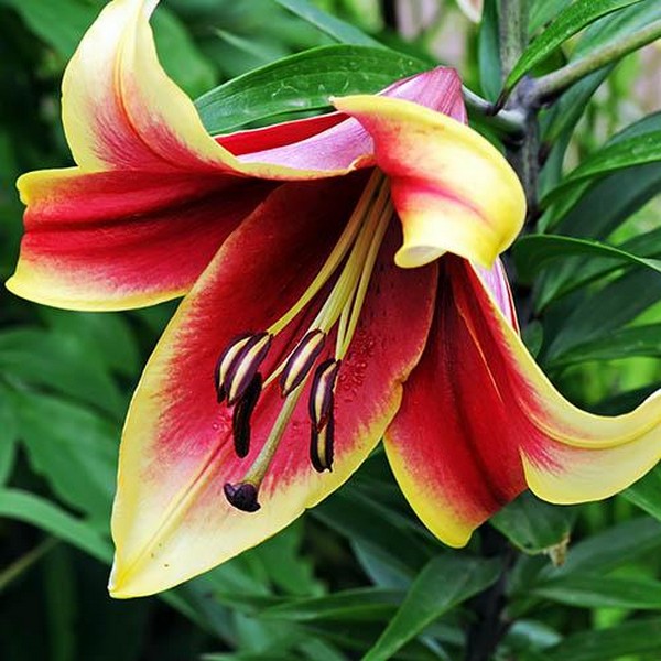  Лилия ОТ гибрид African Lady (Африкан Лейди)