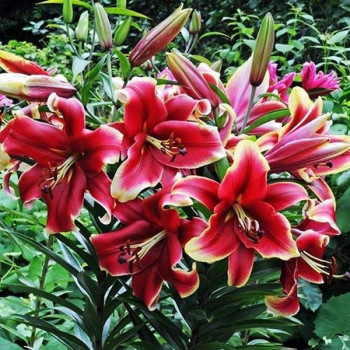  Лилия ОТ гибрид African Lady (Африкан Лейди)