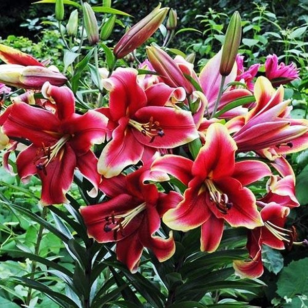  Лилия ОТ гибрид African Lady (Африкан Лейди)