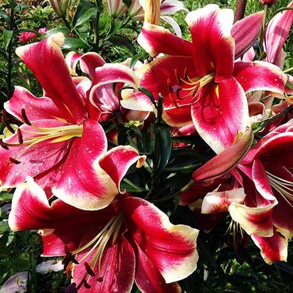  Лилия ОТ гибрид African Lady (Африкан Лейди)