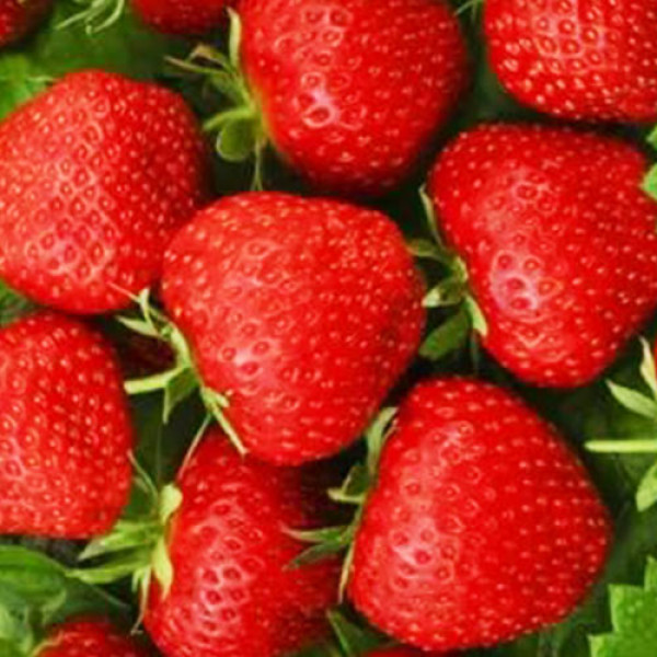 Клубника (крупноплодная) Тенира 5 шт. в упаковке