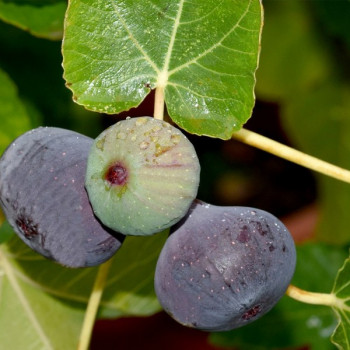 Саженцы Инжир Фиолетовый