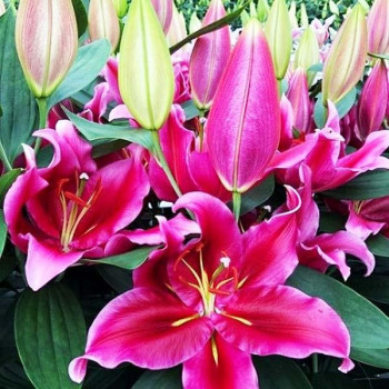  Лилия восточная Peter Schenk (Петер Шенк)