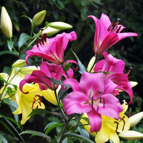  Лилия восточная Peter Schenk (Петер Шенк)