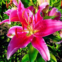  Лилия восточная Peter Schenk (Петер Шенк)