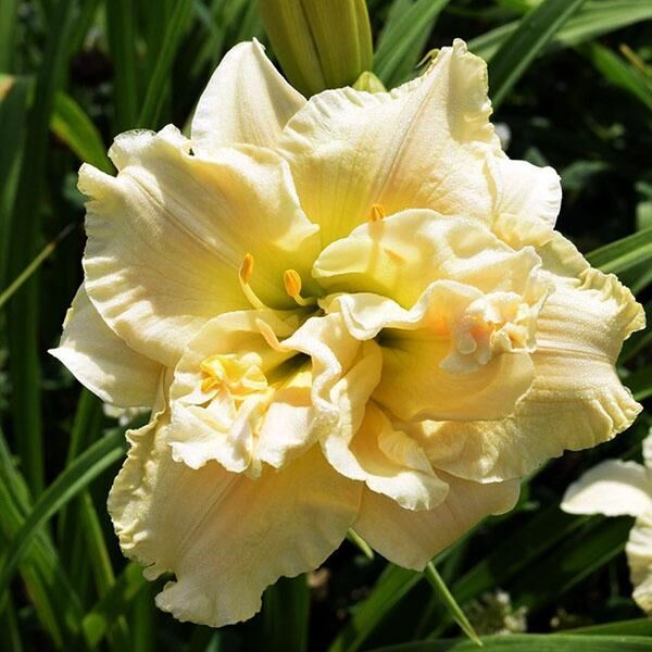 Саженцы Лилейник Schnickel Fritz (Шникель Фритц)