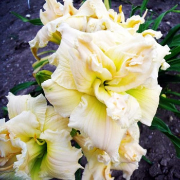 Саженцы Лилейник Schnickel Fritz (Шникель Фритц)