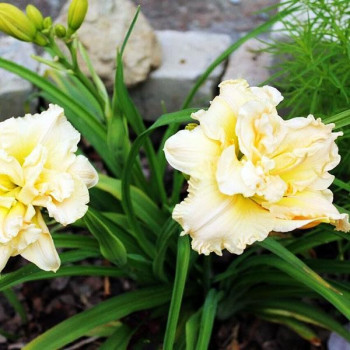 Саженцы Лилейник Schnickel Fritz (Шникель Фритц)