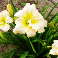 Саженцы Лилейник Schnickel Fritz (Шникель Фритц)