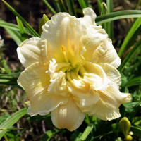 Саженцы Лилейник Schnickel Fritz (Шникель Фритц)