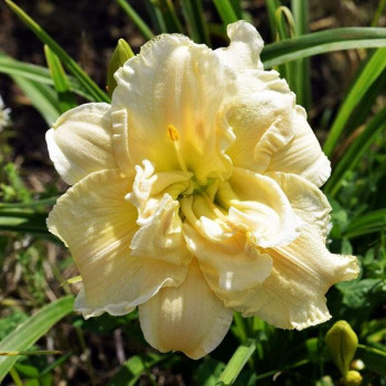 Саженцы Лилейник Schnickel Fritz (Шникель Фритц)