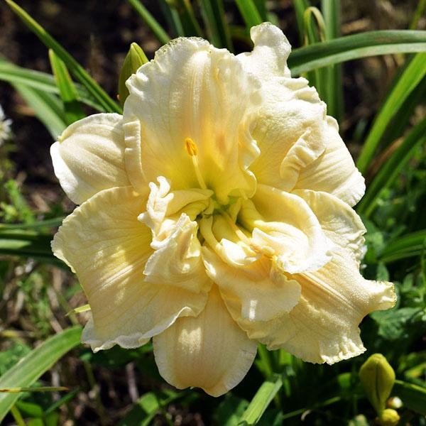 Саженцы Лилейник Schnickel Fritz (Шникель Фритц)