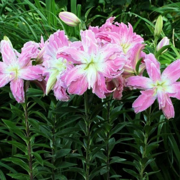  Лилия восточная Lotus Elegance (Лотус Элеганс)