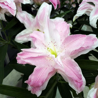  Лилия восточная Lotus Elegance (Лотус Элеганс)