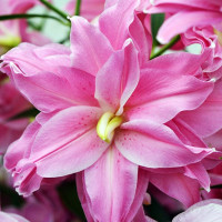  Лилия восточная Lotus Elegance (Лотус Элеганс)