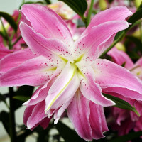  Лилия восточная Lotus Elegance (Лотус Элеганс)