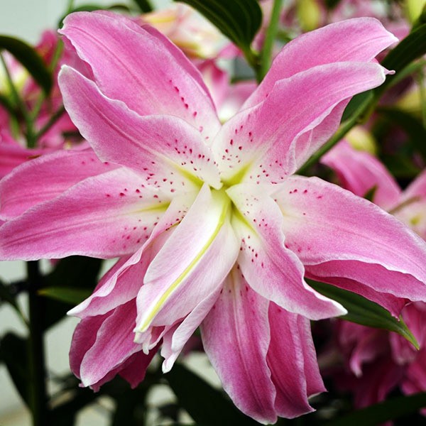  Лилия восточная Lotus Elegance (Лотус Элеганс)