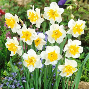 Нарцисс сплит-корона Сансет Серенад (в упаковке - 3шт.)