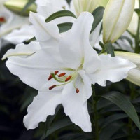  Лилия восточная White Romance (Уайт Романс)