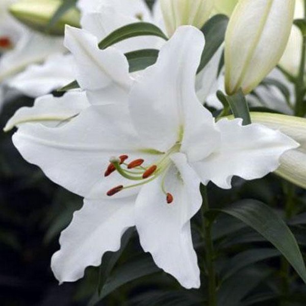  Лилия восточная White Romance (Уайт Романс)