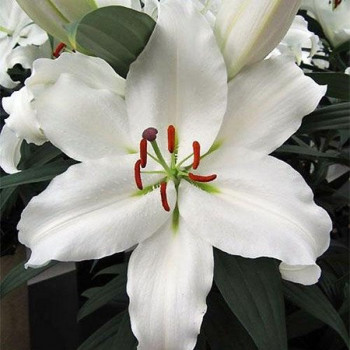  Лилия восточная White Romance (Уайт Романс)