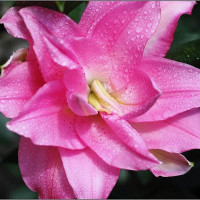  Лилия восточная Lotus Joy (Лотус Джой)